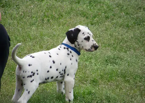 Dalmatian puppies available for sale.